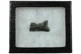 Bizarre Edestus Shark Tooth In Jaw Section - Carboniferous #231937-1